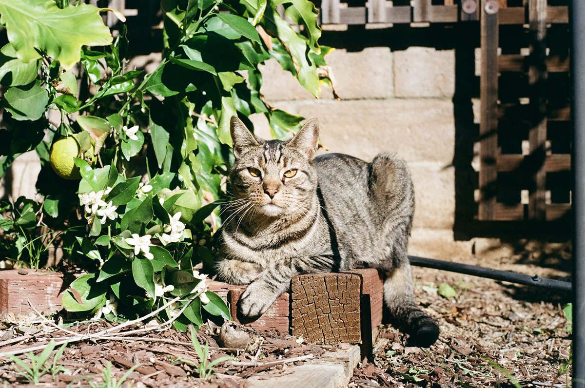 A tabby cat lounging on a brick garden bed beside a blooming lemon tree